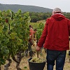 Retour client, box vin adoption vigne et stage oenologie en Côtes-du-Rhône